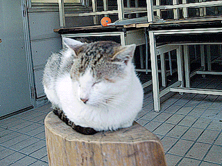 cat cat