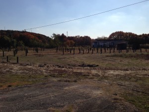 競走馬のいる牧場