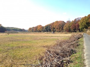 水田風景