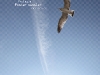 prologue2016_poster01 prologue2016_poster01