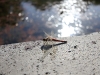 img_0939 img_0939