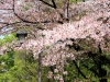 IMG_7817 IMG_7817