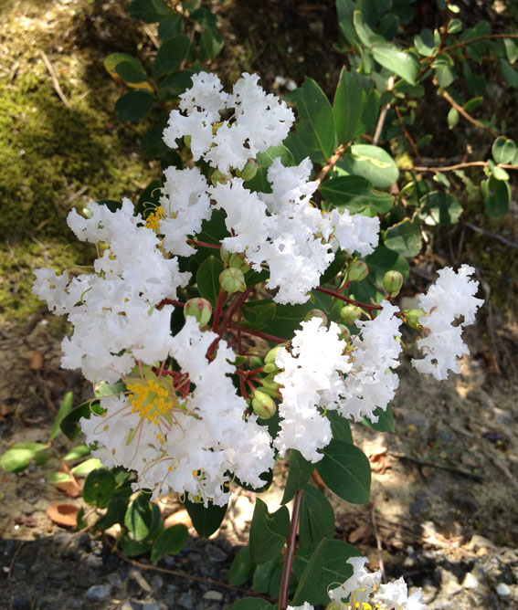 名古屋造形大学 元学長小林亮介ブログ 名古屋造形大学の元学長 小林亮介のブログです Page 43