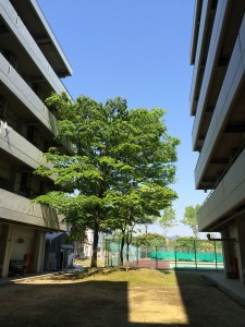 中庭