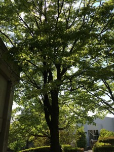 木陰