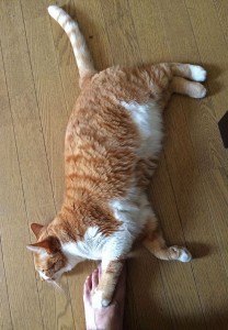 ウニ