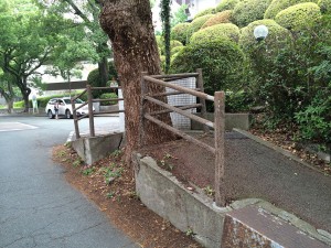 植物優先