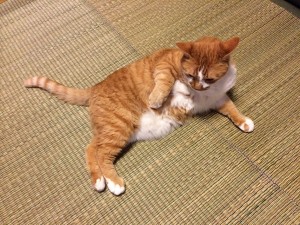ウニ-2