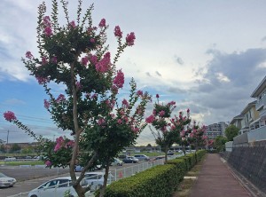 IMG_2340