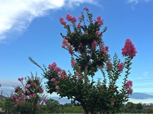 IMG_2341