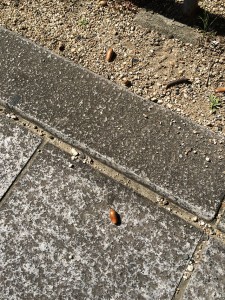 IMG_3321