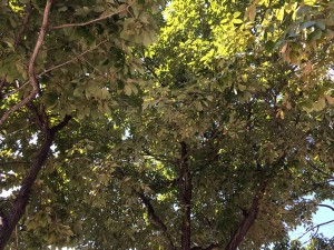 IMG_3322