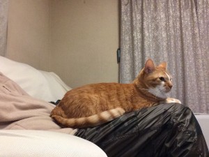 IMG_0745