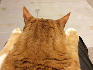 IMG_1431