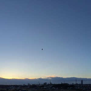 IMG_1516