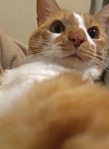 IMG_2745
