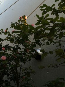 IMG_4060