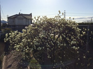 IMG_4236