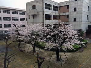 IMG_4527