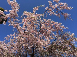 IMG_4681