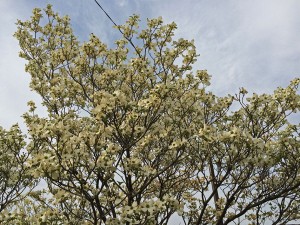 IMG_4934