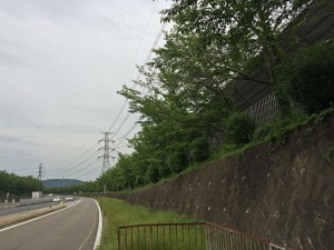 IMG_5234
