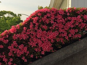 IMG_5416