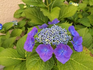 IMG_5523