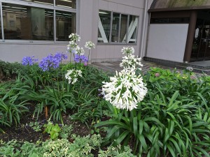 IMG_6017