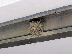 IMG_6185