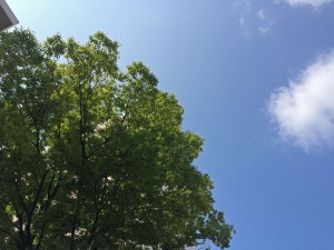 IMG_7249
