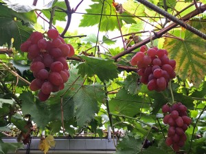 IMG_7591