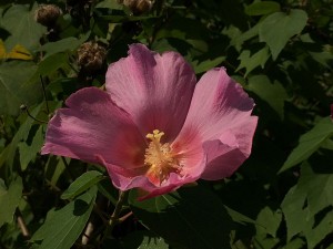 IMG_7669