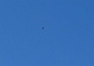 DSC00744c