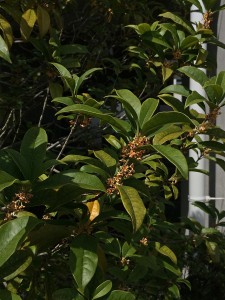 IMG_7813
