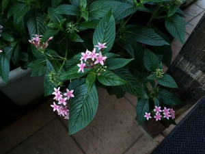 IMG_8014