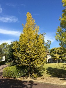 IMG_8146