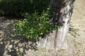 DSC01353