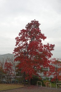 DSC01368