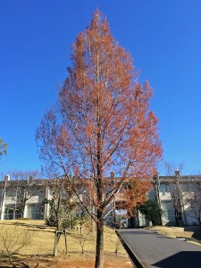 IMG_8442