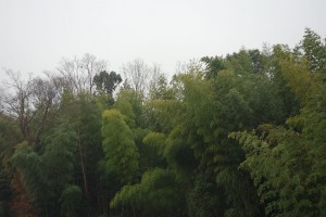 DSC03378 (1)