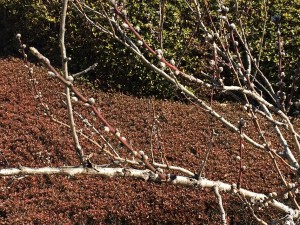 IMG_8792