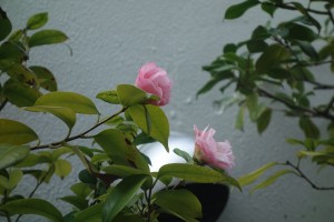 DSC03826