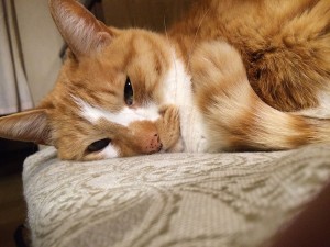 IMG_8852b