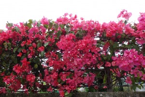 DSC04395
