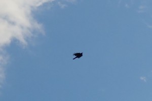 DSC04566b