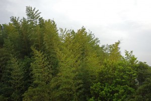 DSC04615
