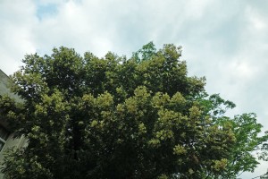 DSC04792