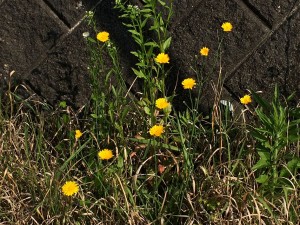 IMG_9088