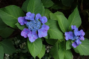 DSC05180